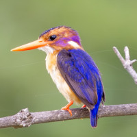 African Pygmy-Kingfisher